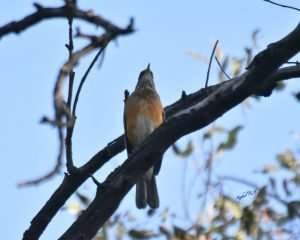 Turdus rufopalliatus